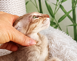 Кошки в Апрелевке: Ориентальная девочка с документами Девочка, 65 000 руб. - фото 4