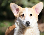 Собаки в Химках: Продаются щенки вельш корги пемброк Мальчик, 60 000 руб. - фото 5