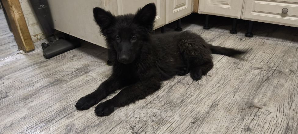 Собаки в Солнечногорске: Немецкая овчарка длинношерстная Мальчик, 45 000 руб. - фото 2