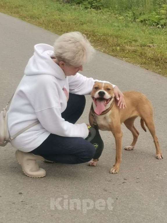 Собаки в Москве: Ищет семью собака Хельга. В добрые руки. Девочка, Бесплатно - фото 2