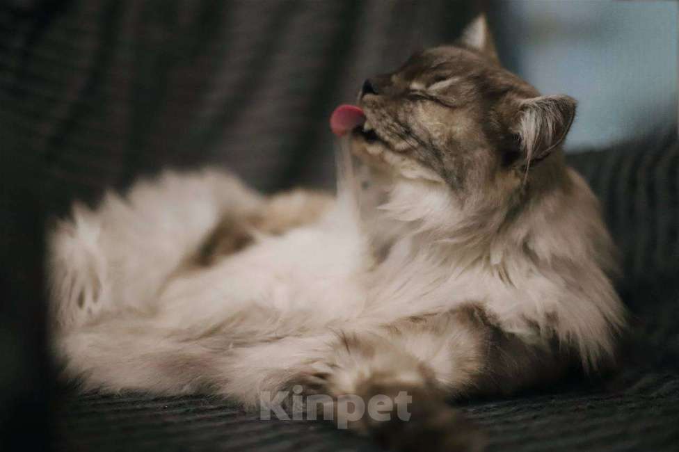 Кошки в Балашихе: Эш Мальчик, Бесплатно - фото 5