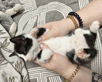 Кошки в Ульяновске: Мальчик Мальчик, Бесплатно - фото 2