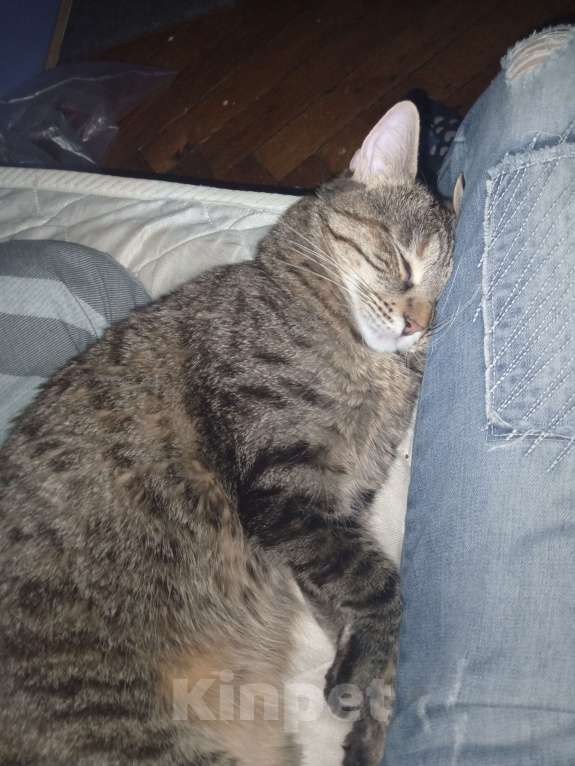 Кошки в Санкт-Петербурге: Отдам в добрые руки кошечку Девочка, Бесплатно - фото 1