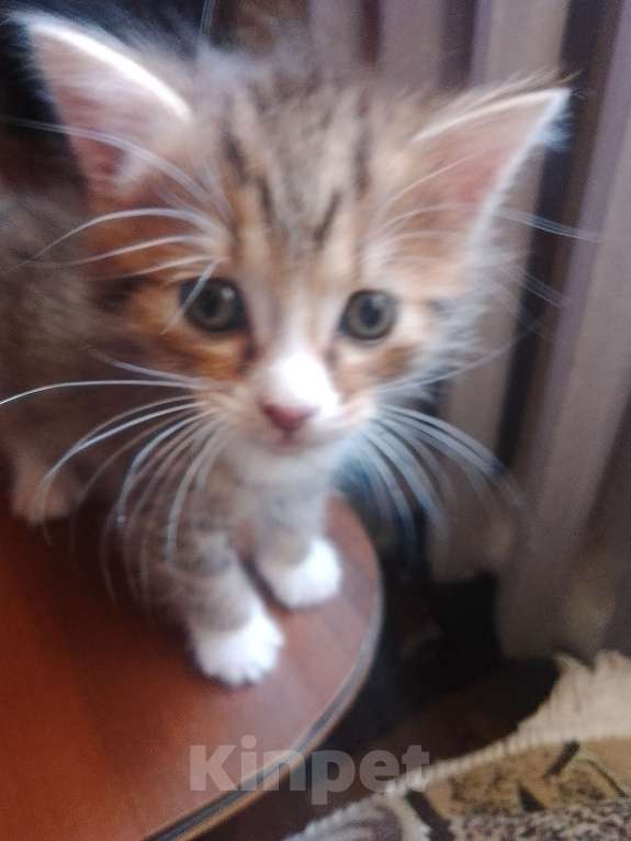 Кошки в Уфе: Курильский бобтейл,котята Мальчик, 10 000 руб. - фото 3