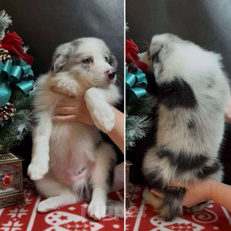 Собаки в других городах Московской области: Бордер колли мраморный щенок Мальчик, 70 000 руб. - фото 2