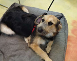 Собаки в Мытищах: Очаровательный щенок Рада ищет дом Девочка, Бесплатно - фото 4