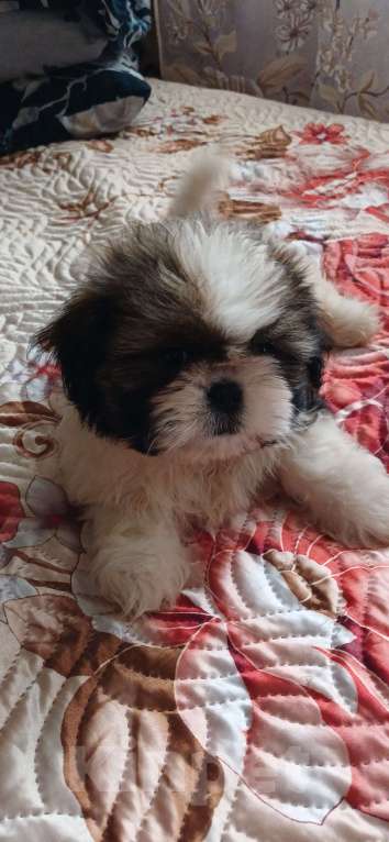 Собаки в других городах Краснодарского края: Продаю щенков Мальчик, Бесплатно - фото 2