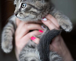Кошки в Москве: Котенок Тигровый глаз, 2 месяца Мальчик, Бесплатно - фото 3