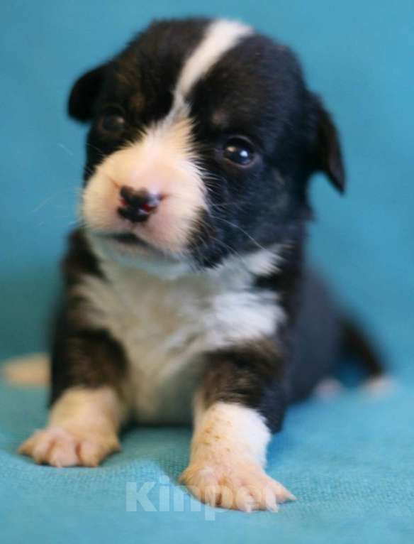 Собаки в Кирове: Мальчики корги кардиган Мальчик, 50 000 руб. - фото 5