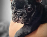 Собаки в Владивостоке: Очаровательная девочка французского бульдога Девочка, 75 000 руб. - фото 6
