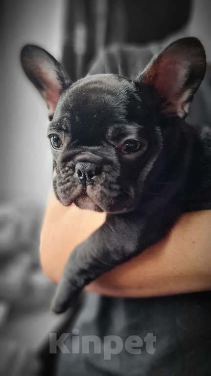 Собаки в Владивостоке: Очаровательная девочка французского бульдога Девочка, 75 000 руб. - фото 6