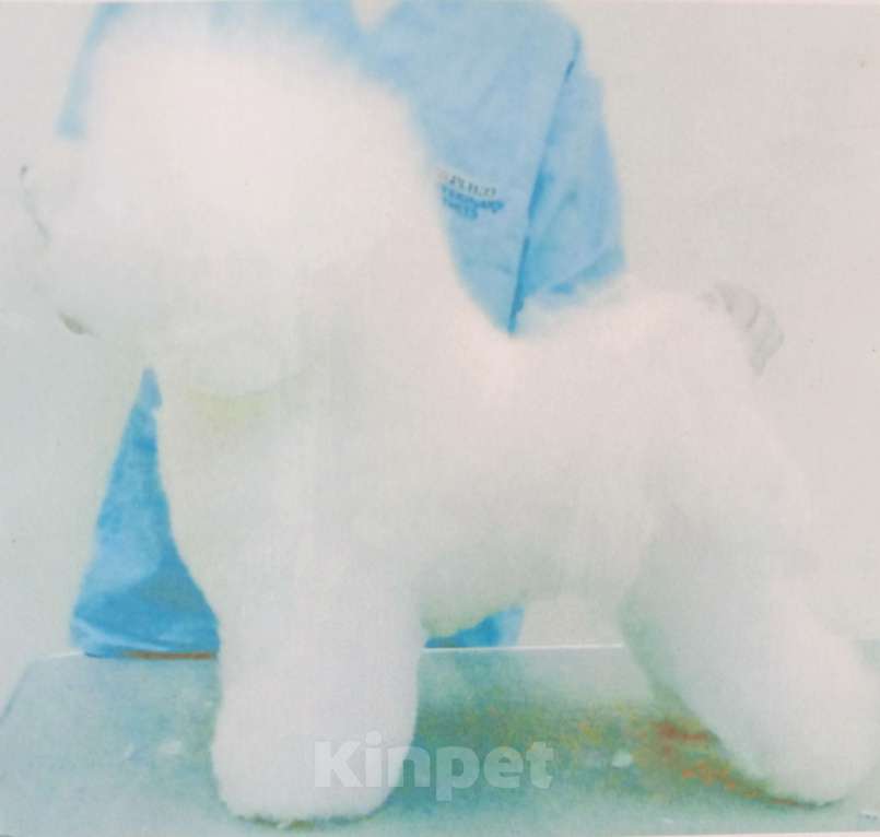 Собаки в Казани: Наш производитель Мальчик, 50 000 руб. - фото 1