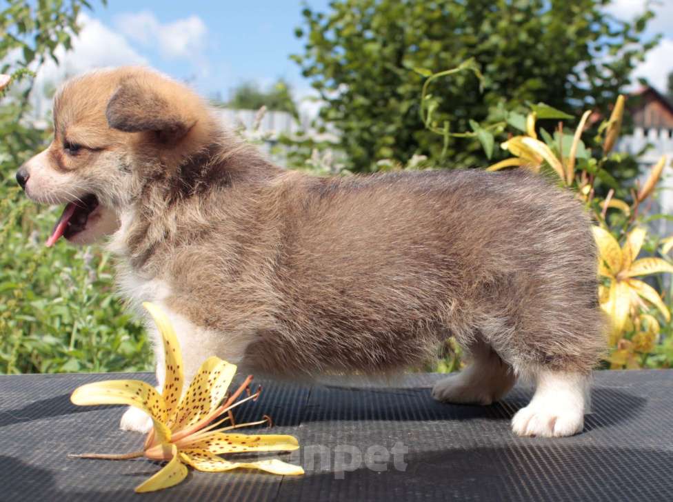 Собаки в Москве: вельш корги пемброк щенки  Девочка, 85 000 руб. - фото 4