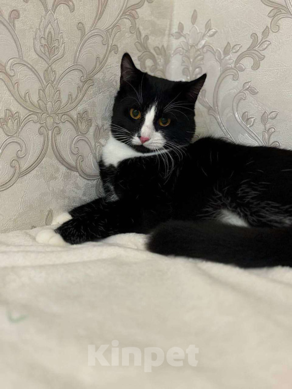 Кошки в Москве: Возьмите Филю в дом Мальчик, Бесплатно - фото 1