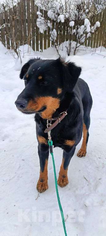 Собаки в Москве: очень классная девочка ягдтерьер спасена из аэропорта Девочка, Бесплатно - фото 3