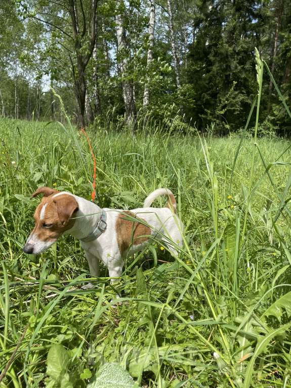 Собаки в Мытищах: Ищем теплый дом  Девочка, Бесплатно - фото 5