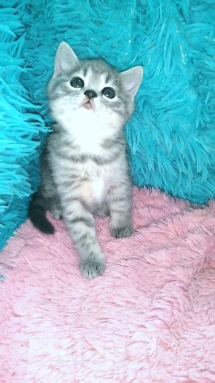 Кошки в Москве: Шотландские котята Девочка, 8 000 руб. - фото 4