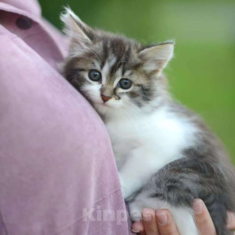 Кошки в Москве: Кошечку-подростка выкинули на стоянку Девочка, Бесплатно - фото 4