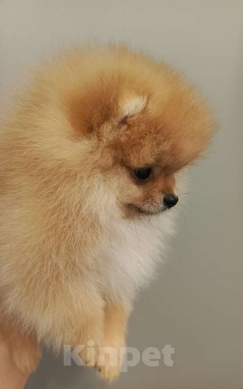 Собаки в Саратове: Померанский шпиц щенок Девочка, Бесплатно - фото 2