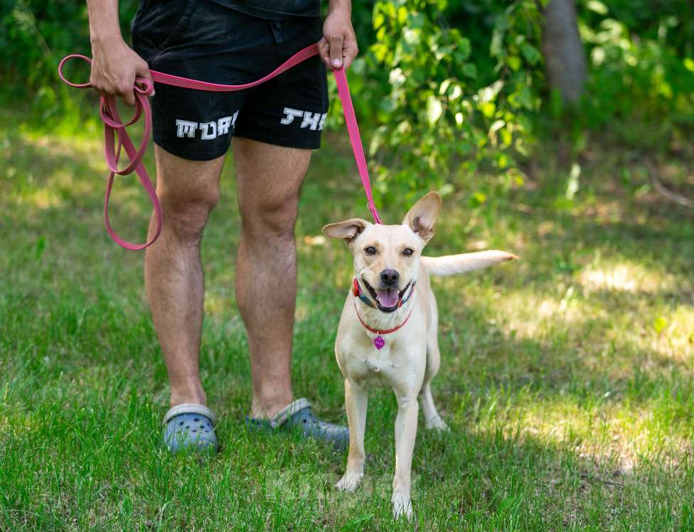 Собаки в Балашихе: Лада собака мечта, отличное поведение дома и на улице. Девочка, Бесплатно - фото 5