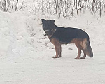 Собаки в Истре: Найдена собака Девочка, 1 руб. - фото 2