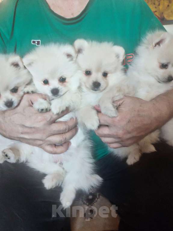 Собаки в Нижнем Новгороде: Шпиц Девочка, 20 000 руб. - фото 2