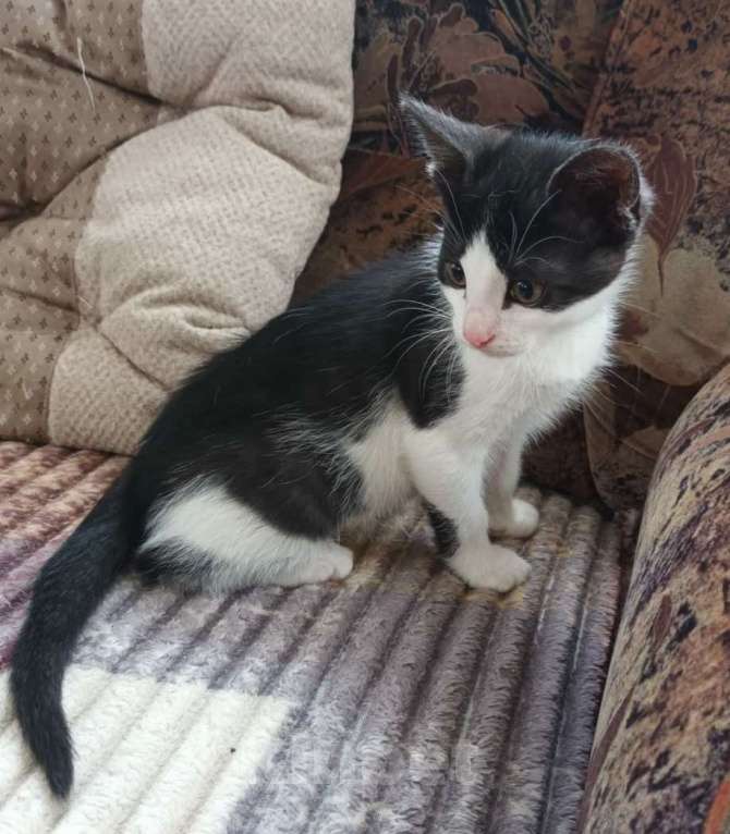 Кошки в Москве: Котенок Томми Мальчик, Бесплатно - фото 2