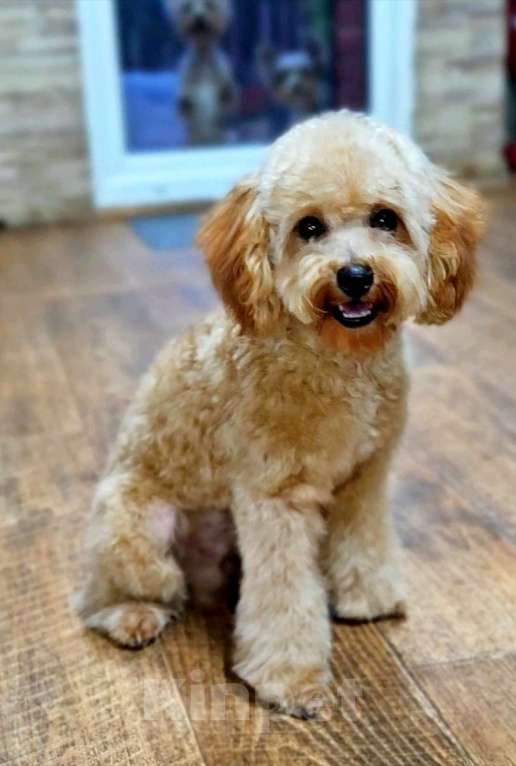 Собаки в Москве: Мальчик Тэдди пудель  Мальчик, 60 000 руб. - фото 3