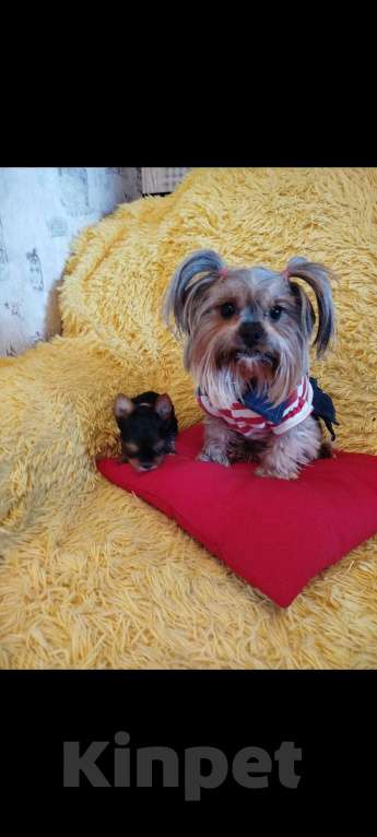 Собаки в Саратове: Щенки йорка Мальчик, 20 000 руб. - фото 6