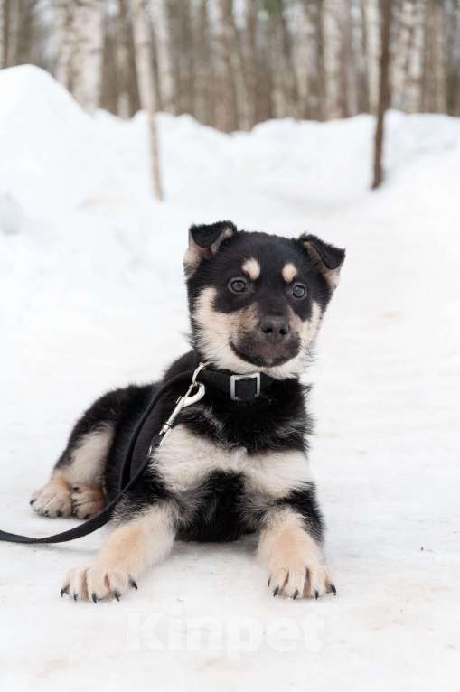 Собаки в Ногинске: Ливерпулькин в поисках семьи Мальчик, Бесплатно - фото 5
