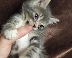 Кошки в Томске: Котёнок в добрые руки Девочка, Бесплатно - фото 4