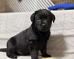 Собаки в других городах Московской области: Черный щенок лабрадора Мальчик, 80 000 руб. - фото 5
