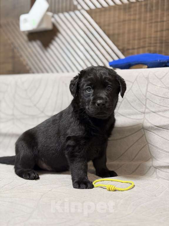 Собаки в других городах Московской области: Черный щенок лабрадора Мальчик, 80 000 руб. - фото 5