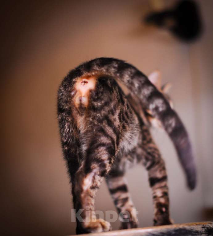 Кошки в Москве: Бенгальский котенок алк ф3 Мальчик, 35 000 руб. - фото 7