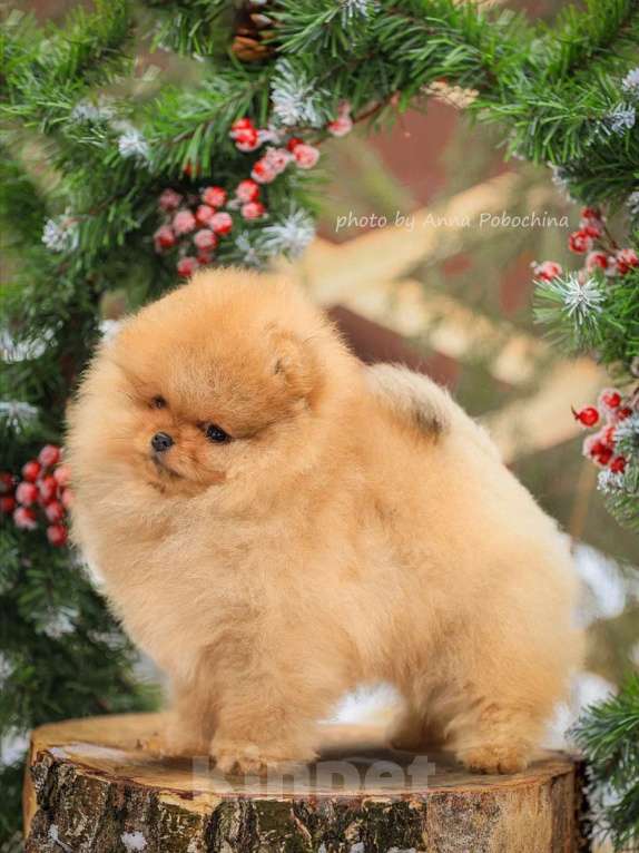 Собаки в других городах Московской области: Померанский шпиц щенок мальчик оранж Мальчик, 100 000 руб. - фото 3