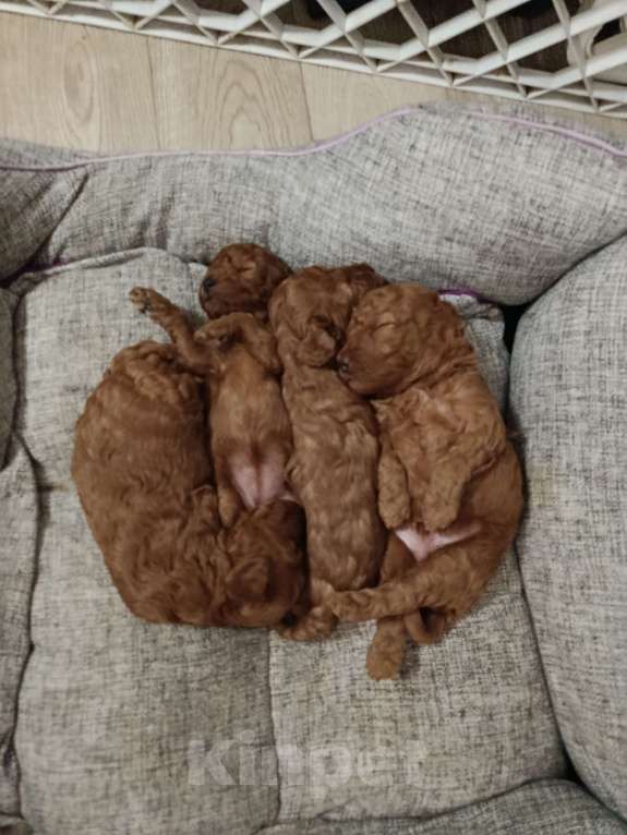 Собаки в Мытищах: Пудель миниатюрный Девочка, 130 000 руб. - фото 1