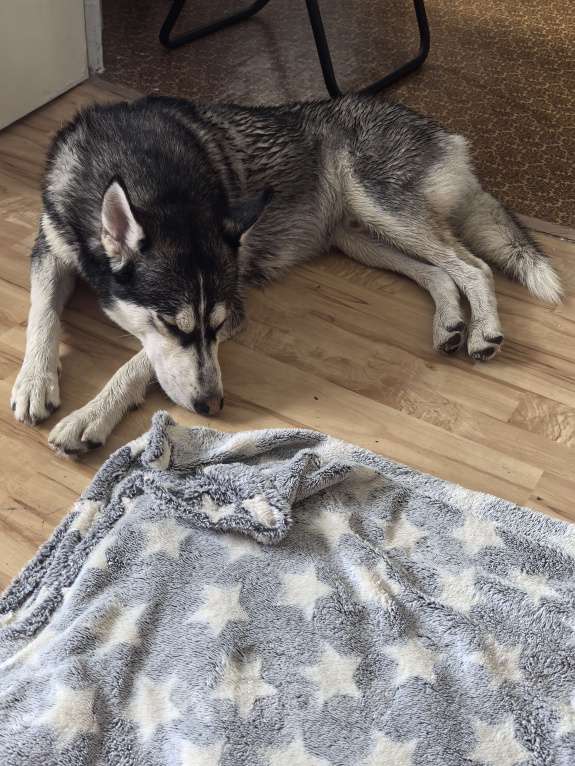 Собаки в Екатеринбурге: Отдам хорошего мальчика хаски помесь с лайкой Мальчик, Бесплатно - фото 2