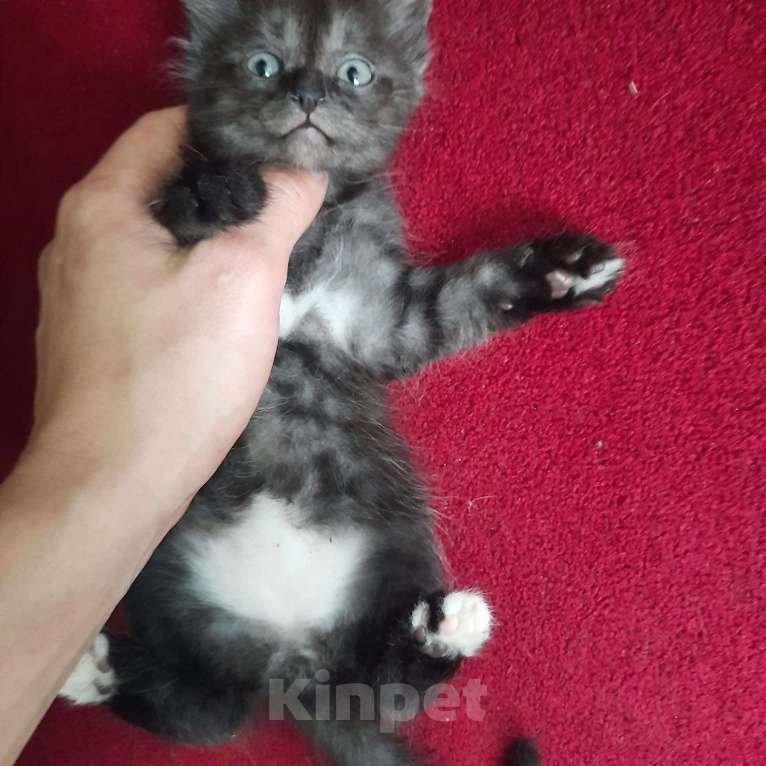 Кошки в Пятигорске: 4 милых котенка, 3 мальчика и девочка Девочка, Бесплатно - фото 3