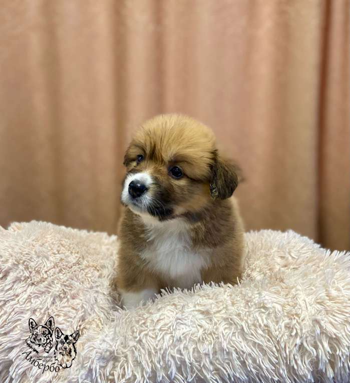 Собаки в Вологде: Питомник Амбербо предлагает к продаже  щенков . Мальчик, 50 000 руб. - фото 1