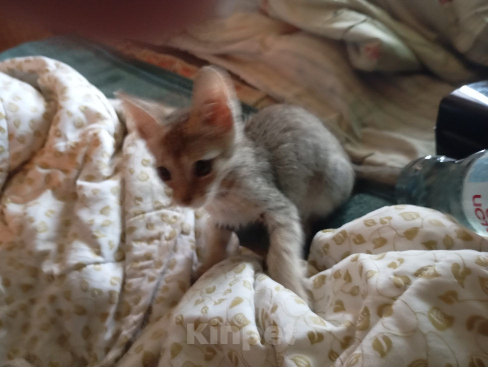 Кошки в Братске: Ищем добрые руки Мальчик, Бесплатно - фото 1