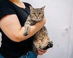 Кошки в Зеленограде: Глен ищет дом Девочка, Бесплатно - фото 4