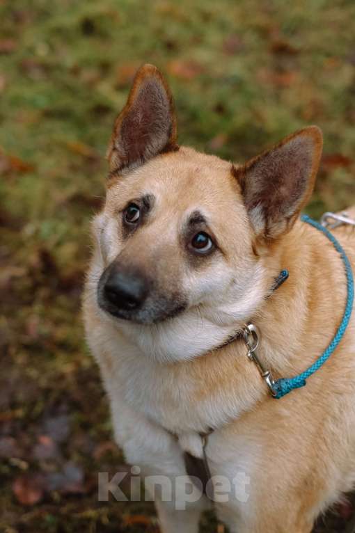 Собаки в Санкт-Петербурге: Собаки из приюта: смышлёная Катрин Девочка, Бесплатно - фото 10