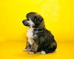 Собаки в Раменском: Китайская хохлатая пуховые Мальчик, 12 000 руб. - фото 7