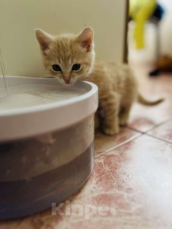 Кошки в Санкт-Петербурге: Шотландские котята продажа Мальчик, 15 000 руб. - фото 6