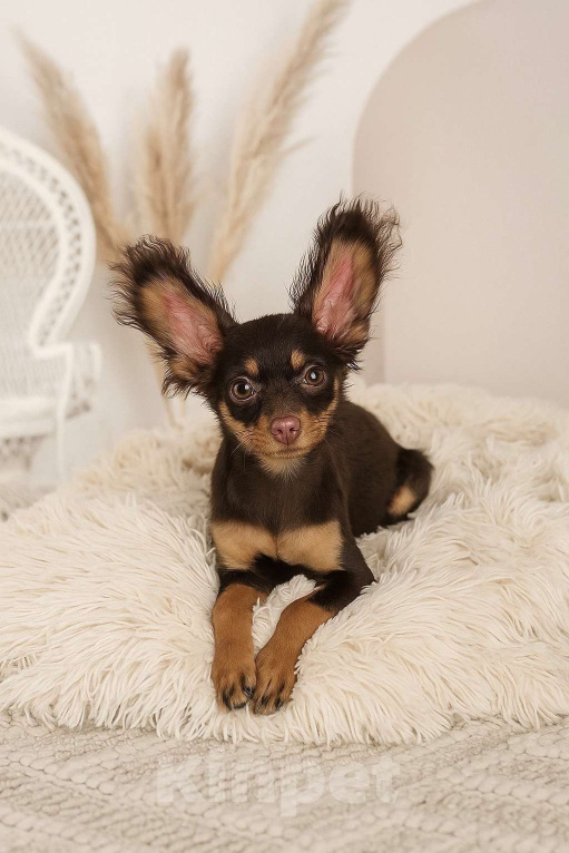 Собаки в Новосибирске: Девочка Ундомиэль Девочка, 57 000 руб. - фото 1