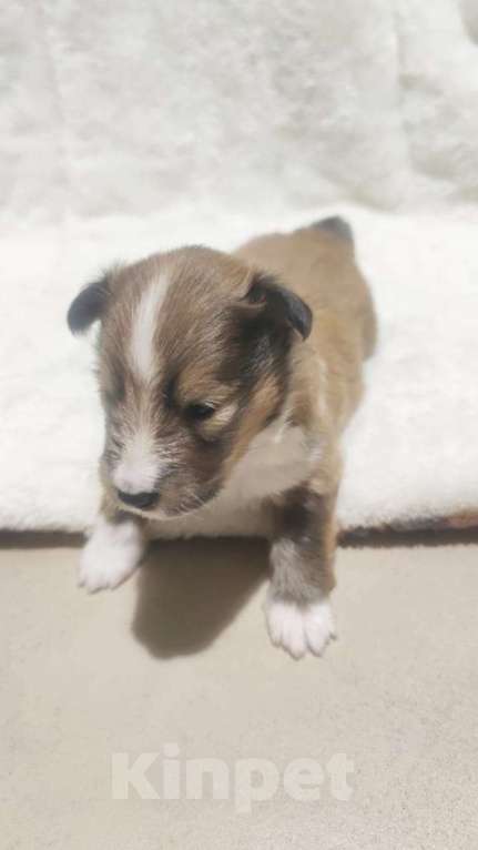 Собаки в Краснодаре: Шелти мальчики  Мальчик, 60 000 руб. - фото 2