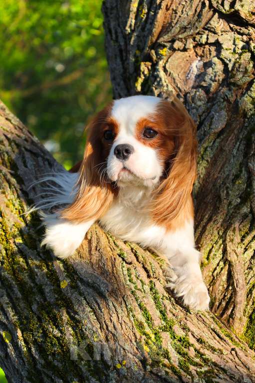 Собаки в Москве: Предлагается к продаже титулованный мальчик ККЧС Мальчик, 120 000 руб. - фото 3