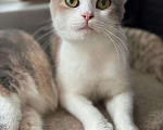 Кошки в Москве: Породистой кошечке грозит улица! Срочный поиск дома! Девочка, Бесплатно - фото 1