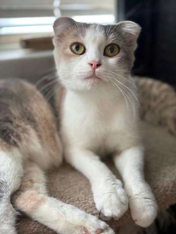 Кошки в Москве: Породистой кошечке грозит улица! Срочный поиск дома! Девочка, Бесплатно - фото 1