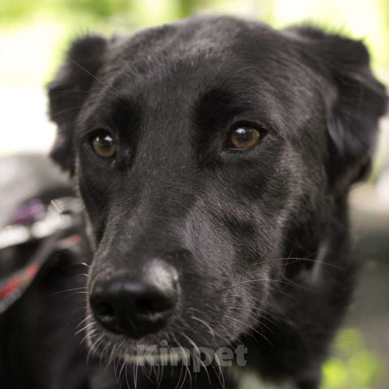 Собаки в Москве: Макао-Лира Девочка, Бесплатно - фото 2